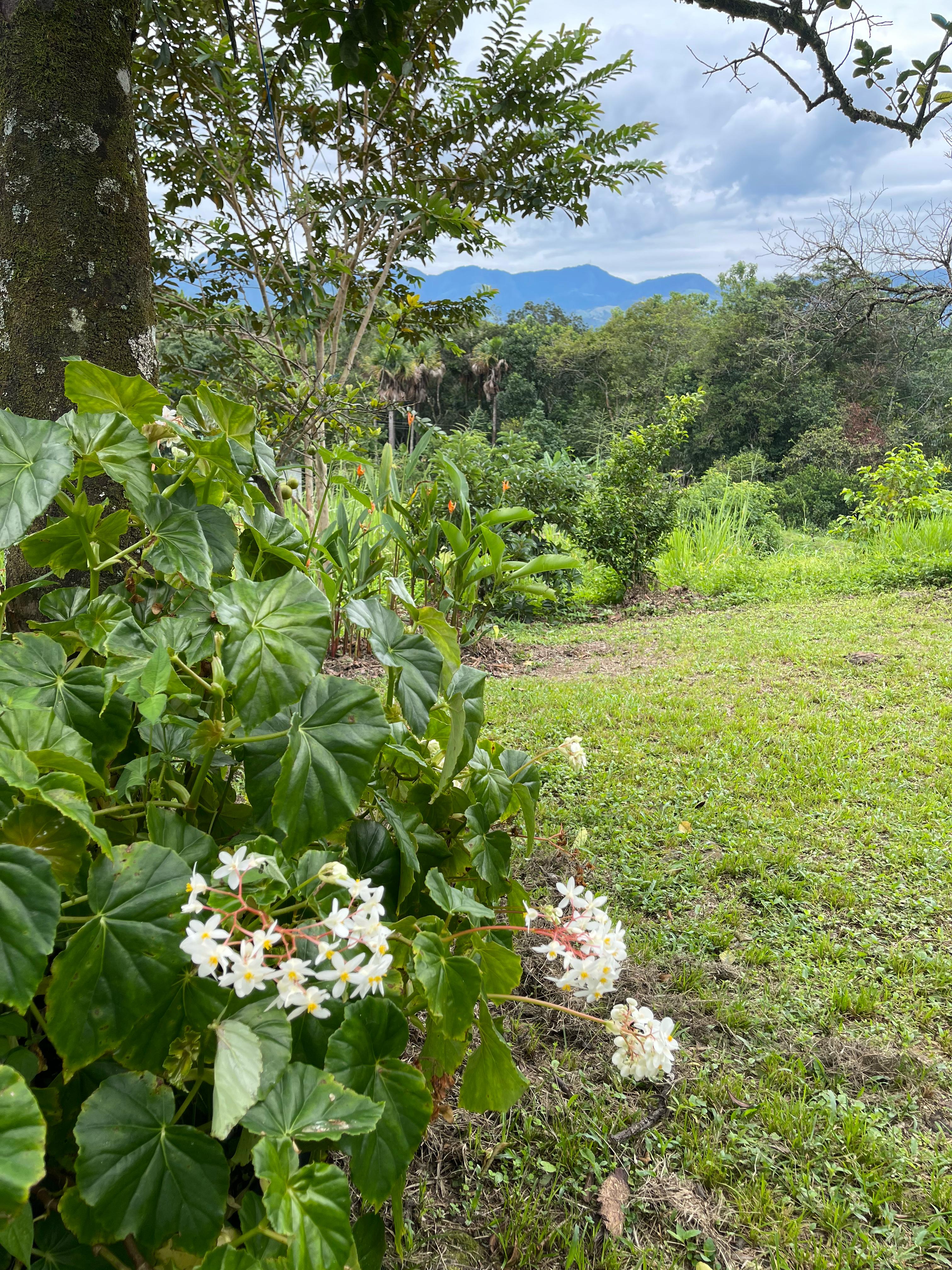 esta imagen pertenece a la Sendero ecológico