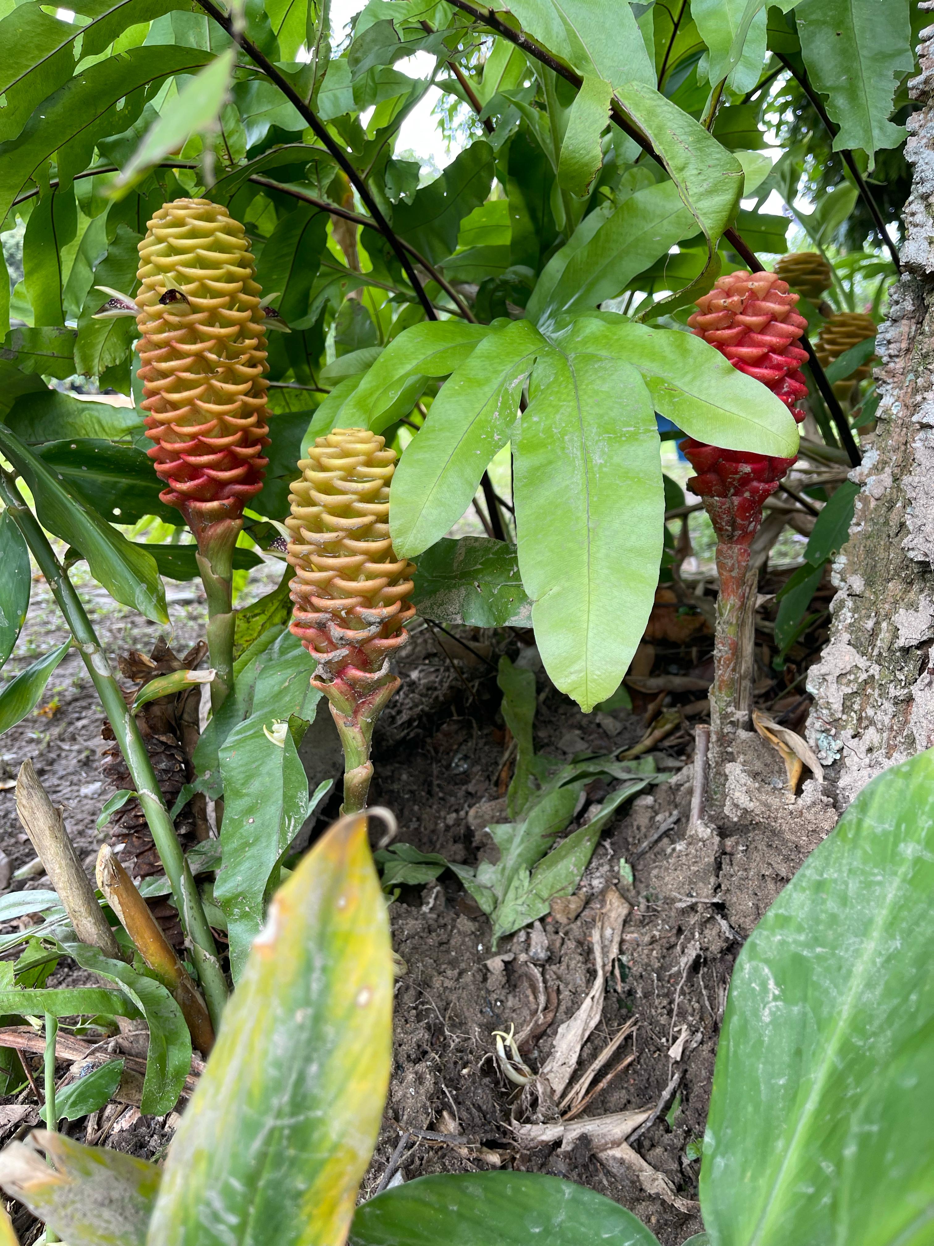 esta imagen pertenece a la Sendero ecológico