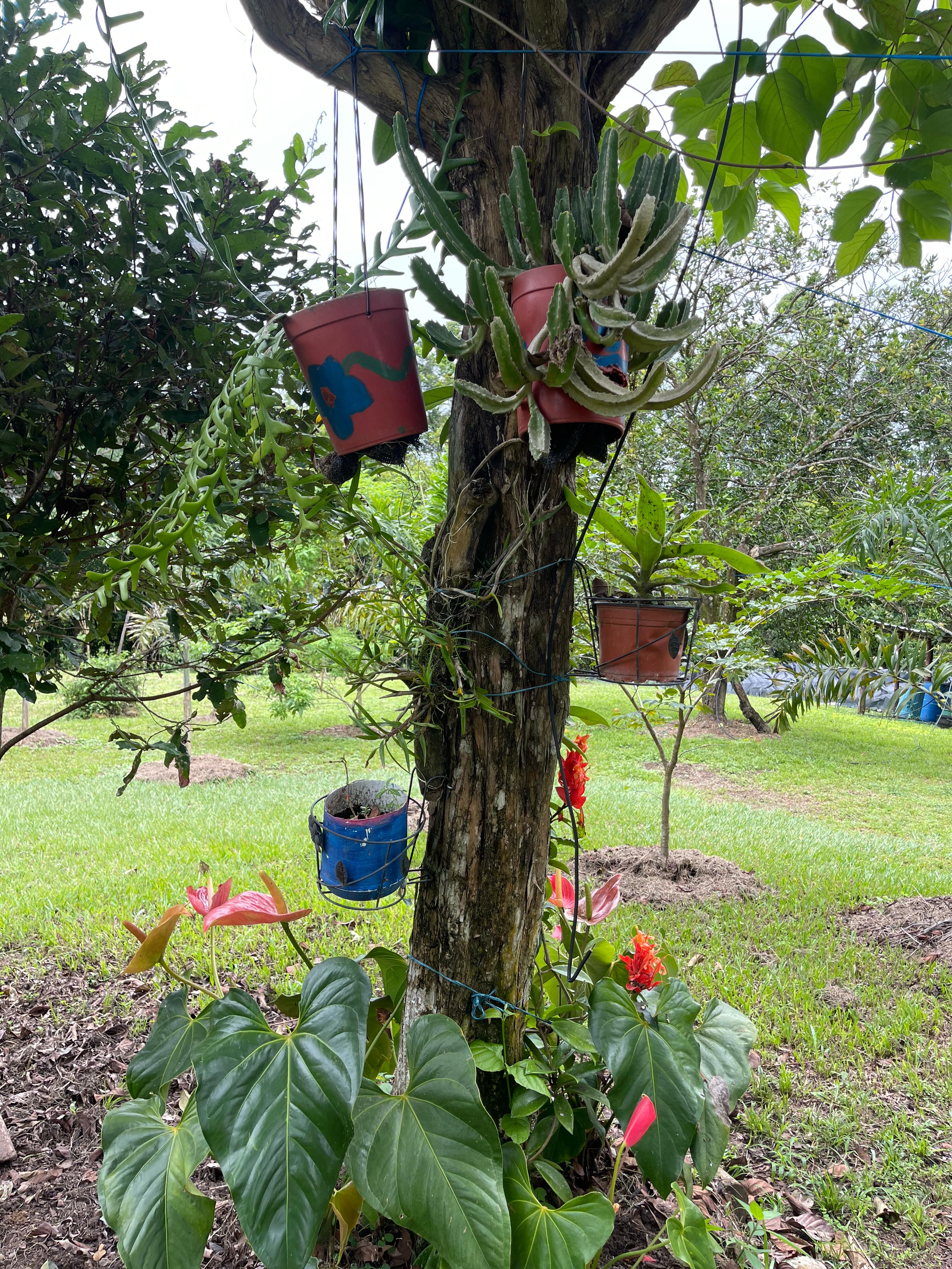 esta imagen pertenece a la Sendero ecológico